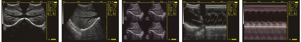 V-20掌上B型超聲診斷儀(動(dòng)物版)一流的數(shù)字成像技術(shù)，圖像更清晰
